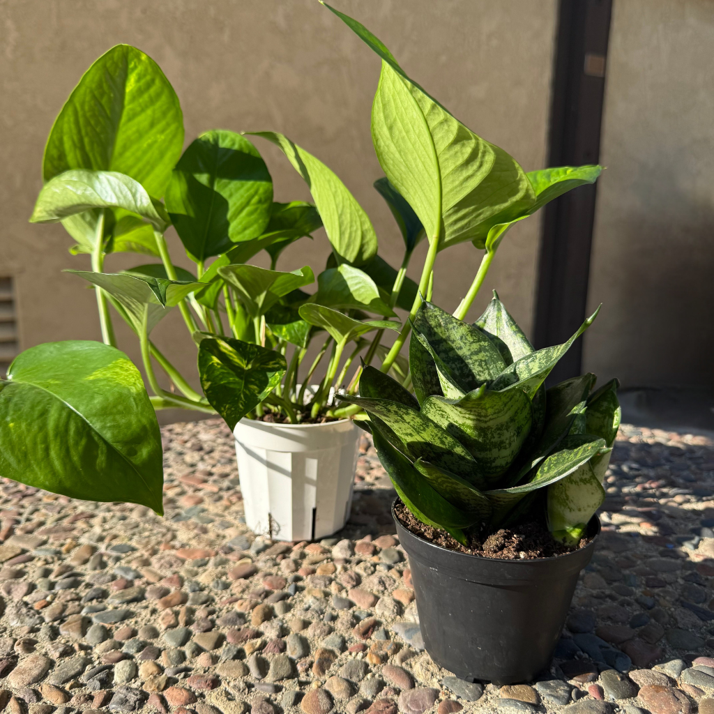 Beginner Friendly Bundle