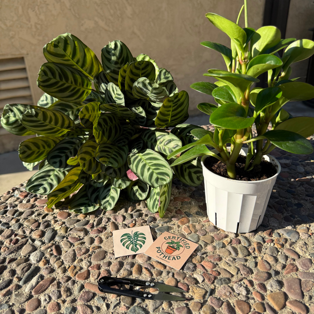 Pet-Friendly Variety Bundle