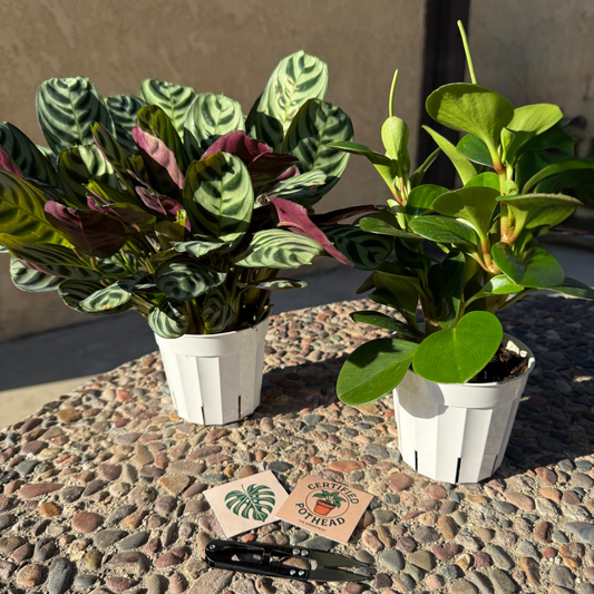 Pet-Friendly Variety Bundle